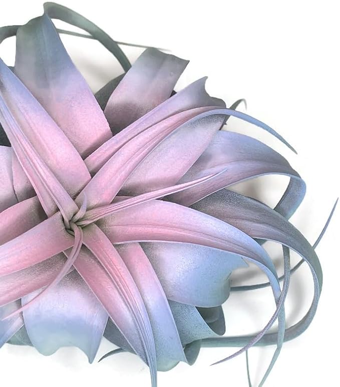 XL Xerographica Colored Air Plant, Live Tillandsia House Plant, Easy Care Indoor Outdoor, Great Gift, Healthy Arrival Guaranteed (Rainbow #4)