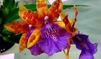 4 Live Orchid Plants + HP to Choose (Oncidiums + Heat Pack)