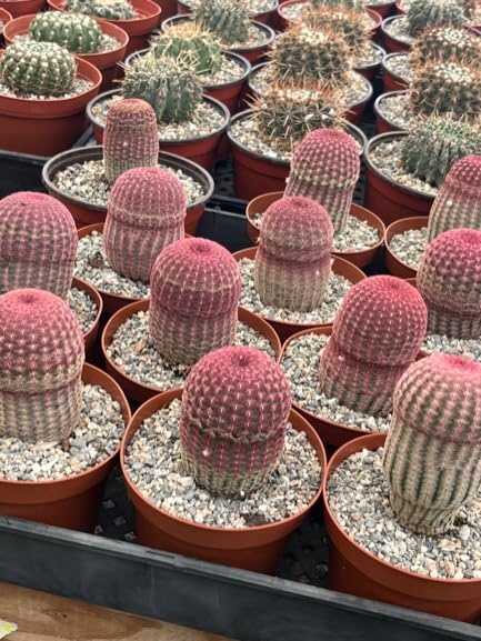 Live Cactus Plants, Fully Rooted Cactus Succulent Plants, Rare Varieties for Gift or Home Decoration (Rainbow Hedgehog Cactus) (6 inch Pot)