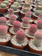 Live Cactus Plants, Fully Rooted Cactus Succulent Plants, Rare Varieties for Gift or Home Decoration (Rainbow Hedgehog Cactus) (6 inch Pot)