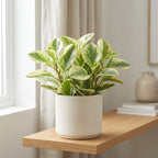 Baby Rubber Plant Live Indoor, Variegated Peperomia Obtusifolia Plant in 4'' Inch Pot, Low-Maintenance Peperomia Live Plant, Ideal Plant for Home & Office