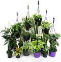 House Plant BUNDLE-LOW.LIGHT-4IN Low Light Plant Bundle