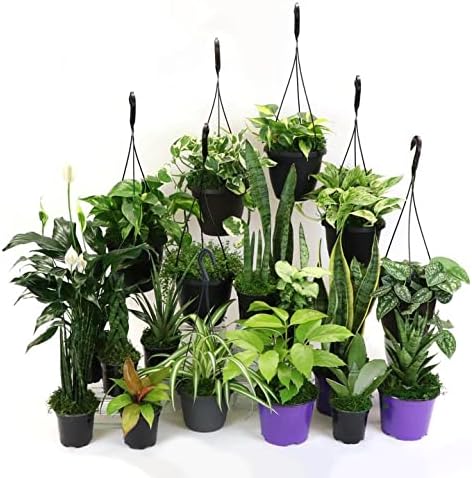 House Plant BUNDLE-LOW.LIGHT-4IN Low Light Plant Bundle