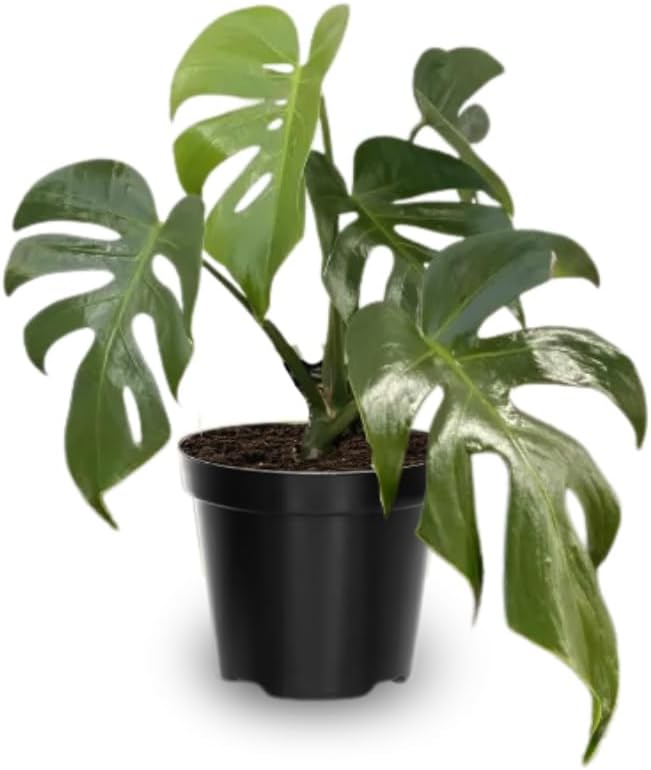 Monstera Plant Live, Monstera Fully Rooted 4-7'' Tall, No Pot, Easy-Care, Fast-Growing Indoor Houseplant (Deliciosa Swiss Cheese)