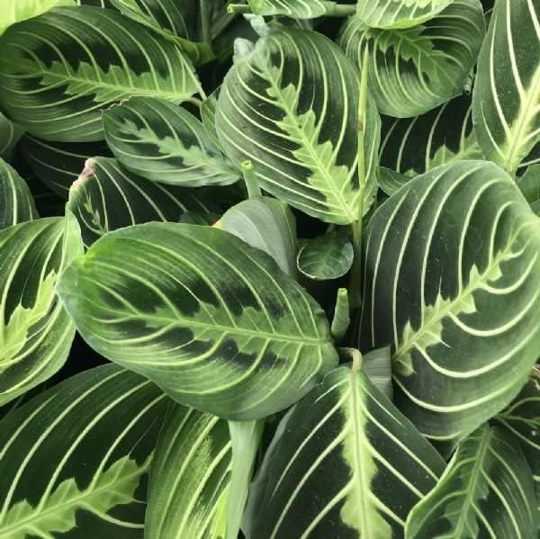 Maranta 'Lemon Lime' Live Plant for Indoor | Different Houseplants in 4'' & 6'' Pot | Real House Plant for Living Room, Office, Desk & Bathroom | Prayer Plant