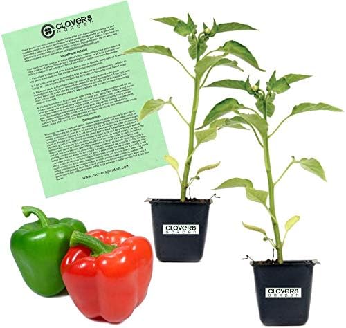 Clovers Garden Better Bell Pepper Plants– Two (2) Live Plants – Non-GMO - Not Seeds - Each 4" to 8" Tall – in 4" Inch Pots – Ripens Green to Red