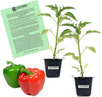 Clovers Garden Better Bell Pepper Plants– Two (2) Live Plants – Non-GMO - Not Seeds - Each 4" to 8" Tall – in 4" Inch Pots – Ripens Green to Red