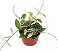 American Plant Exchange 'Krimson Queen' Hoya Carnosa Plant, Tricolor Wax Vine Succulent, Live Potted Houseplant for Home, Garden, Office, Patio Decor, 4-Inch Pot