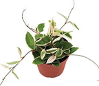 American Plant Exchange 'Krimson Queen' Hoya Carnosa Plant, Tricolor Wax Vine Succulent, Live Potted Houseplant for Home, Garden, Office, Patio Decor, 4-Inch Pot