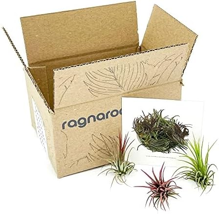 ragnaroc Air Plants - Tillandsia Ionantha Fuego, Regular 2-3" - 3ct - Live Arrival Gauranteed - House Plants for Home Decor & Gift