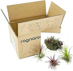 ragnaroc Air Plants - Tillandsia Ionantha Fuego, Regular 2-3" - 3ct - Live Arrival Gauranteed - House Plants for Home Decor & Gift
