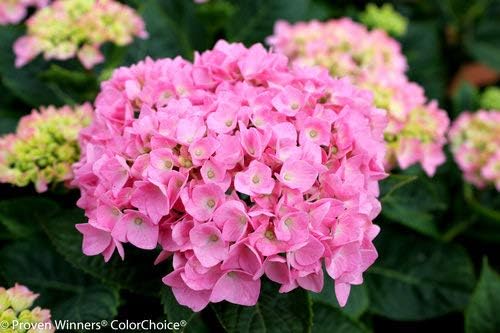 Proven Winners - Hydrangea mac. Let's Dance Blue Jangles (Reblooming hydrangea) Shrub, RB pink or blue, #3 - Size Container