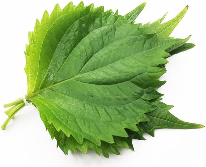 HipGirl Ultimate Triple Shiso Seed Bundle: Green Perilla, Red/Purple Shiso, & Japanese Shiso Seeds 200ct Each | Non-GMO Heirloom Seeds for Authentic Asian Culinary Gardens & Hydroponics