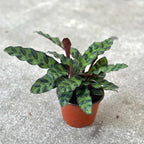 Rattlesnake Calathea Plant in 2" Pot - Live Rattlesnake Plant - Pet Safe Air Purifying Indoor Outdoor House Plants Flowers for Home Office Wedding Decor & Birthday Gift (Small)(Heat Pack Included)