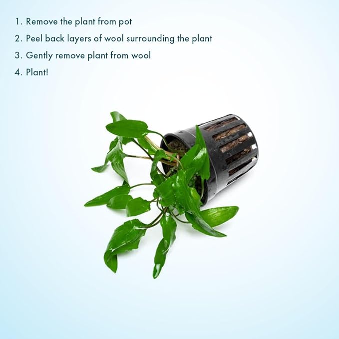 SubstrateSource Cryptocoryne Live Aquarium Plants - Freshwater Plant for Aquariums, Planted Fish Tanks - Beginner Friendly (Wendtii Green, 5 Pots (20-25 Plants))