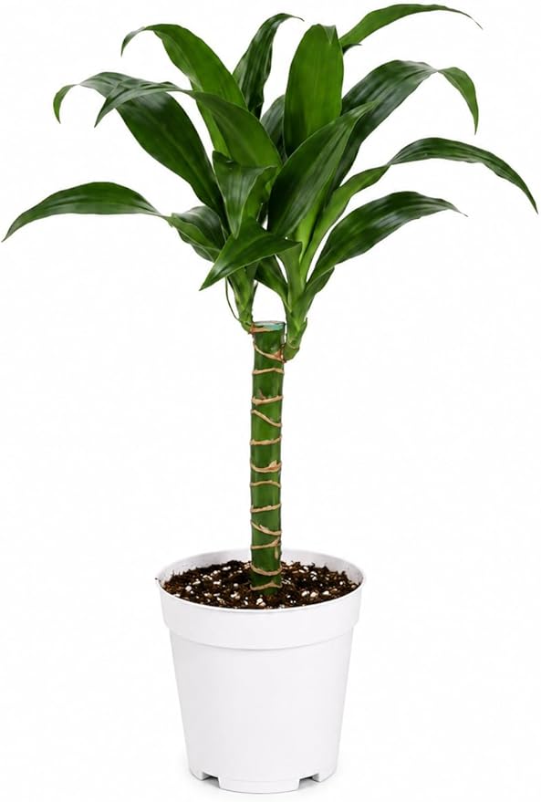 Dracaena Black Beauty Live Plant, Low Light Tolerant Dracaena Plant Live, Air Purifying Plants Live Houseplants, Beginner Friendly House Plants for All Indoors Spaces