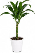 Dracaena Black Beauty Live Plant, Low Light Tolerant Dracaena Plant Live, Air Purifying Plants Live Houseplants, Beginner Friendly House Plants for All Indoors Spaces