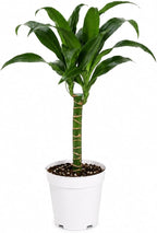 Dracaena Black Beauty Live Plant, Low Light Tolerant Dracaena Plant Live, Air Purifying Plants Live Houseplants, Beginner Friendly House Plants for All Indoors Spaces
