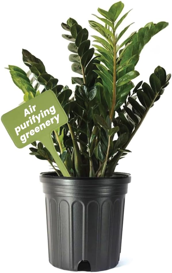 American Plant Exchange Live ZZ Plant 'Zanzibar Gem' – 10-Inch Pot – Live Easy Care Drought-Tolerant Houseplant, Low-Light Indoor Plant for Home, Office, & Modern Décor