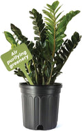 American Plant Exchange Live ZZ Plant 'Zanzibar Gem' – 10-Inch Pot – Live Easy Care Drought-Tolerant Houseplant, Low-Light Indoor Plant for Home, Office, & Modern Décor