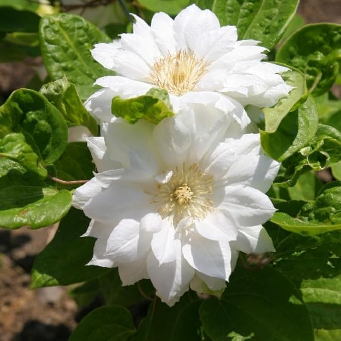 Clematis Vine Plant, Clematis Vine Plants Live in 2.5 Inch Pot, Perennial Climbing Flowers Plants Live for Outdoor Garden (Double White Flowers)