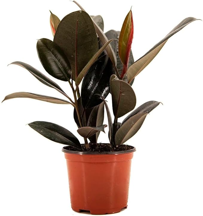 American Plant Exchange Burgundy Rubber Tree – 6-Inch with Pot – Live Easy Care Ficus Elastica Houseplant, Air Purifying Indoor Tree for Home, Office, Patio, or Housewarming Gift