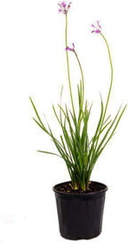 American Plant Exchange Society Garlic – 6-Inch Pot – Live Fragrant Herbaceous Plant, Easy Care Air Purifier for Indoor Kitchens, Outdoor Gardens, or Patio Decor