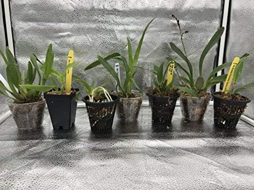 4 Live Orchid Plants to Choose (Cattleyas)