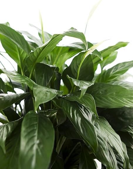 Large Purifying Peace Lily in 6 inch Pot - Fall Collection - KaBloom Prime Next Day - Gift for Birthday, Get Well, Easter, Valentine, Mother’s Day Fresh Flowers