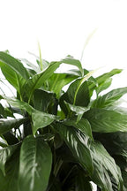 KaBloom - Peace Lily Plant in 6" pot Plant For Delivery Prime - Fresh Flowers for Birthday, Valentine's & Mother's Day