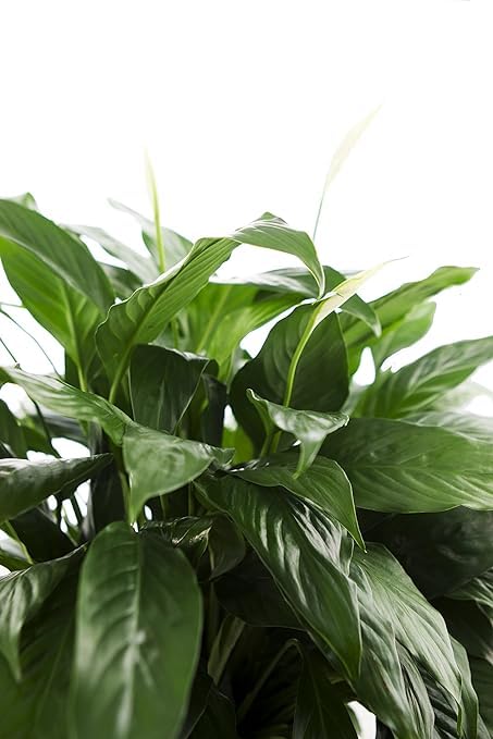 KaBloom - Peace Lily Plant in 6" pot Plant For Delivery Prime - Fresh Flowers for Birthday, Valentine's & Mother's Day