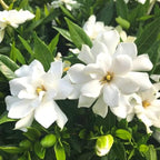 Gardenia Jasmine Plants Live, Set 3 of Frostproof Cape Jasmine Live Plants, 5 Inches to 7 Inches Long, Plant for Indoors Or Outdoor Gardening