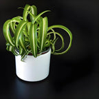 Curly Spider Plant Live in 4 Inch Pot, Live Spider Plants Indoor, Air-Purifying, Low Maintenance, Perfect for Home and Office Décor, Easy Care Starter Plants
