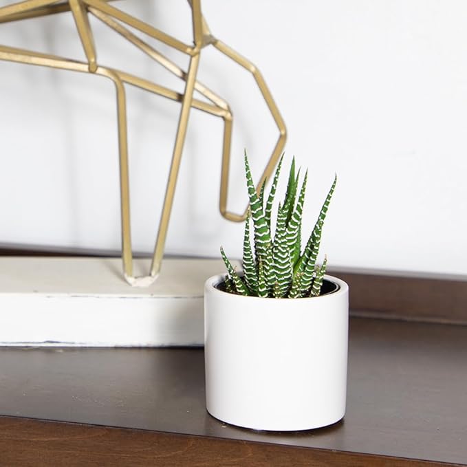 Plants for Pets Haworthia Zebra Plant Succulent in 2.5 Inch White Succulent Pot, Pet Friendly Houseplant, Live Plant Gift, Dog & Cat Safe Plants, Low Light Mini Succulents for Home Decor