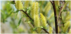 Brighter Blooms - Weeping Willow Tree, 3-4 ft. - No Shipping to AK, AZ, HI