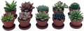 BubbleBlooms Teacup Succulent Assortment, 10 Different Plants, in 1 inch pots with Saucers