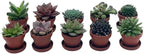 BubbleBlooms Teacup Succulent Assortment, 10 Different Plants, in 1 inch pots with Saucers