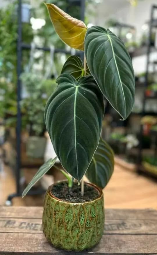 Variegated Philodendron Live Plant, Rare Indoor Houseplant Live Well Rooted 5-7 Inches, Container Growing, Home Office Decor (Giant Leaves Philodendron)