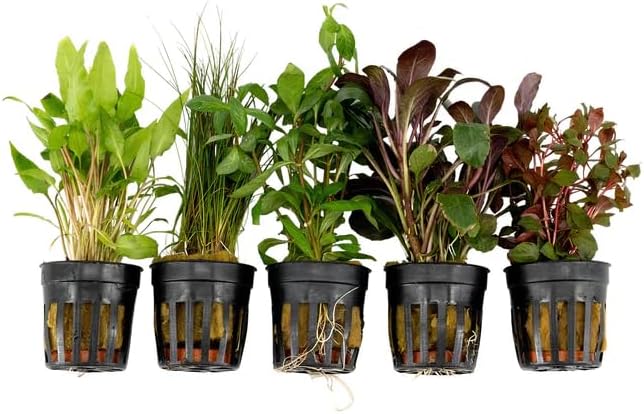 Live Freshwater Aquarium Plants - 5 Assorted Potted for Fish Tanks - (Grower's Choice) Beginner Friendly
