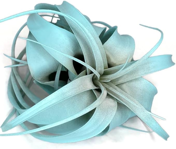 XL Xerographica Colored Air Plant, Live Tillandsia House Plant, Easy Care Indoor Outdoor, Great Gift, Healthy Arrival Guaranteed (Jade)