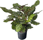 Calathea Makoyana – 10 Inches Grower Pot – Peacock Plant – Live Air Purifying Indoor Plant with Patterned Green Leaves, Easy Care Tropical Home Décor