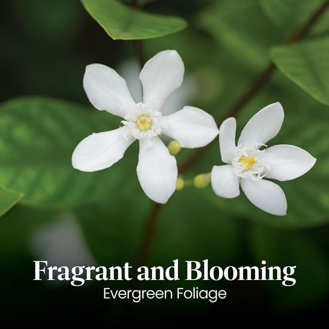 American Plant Exchange Live Confederate Jasmine – 6-Inch Pot – Fragrant Flowering Vine with Glossy Green Leaves, Easy Care Outdoor Plant for Patios, Trellises, Gardens & Landscape Décor