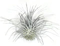 Thin Colored Air Plant, Live Tillandsia House Plant, Easy Care Indoor Outdoor, Great Gift, Healthy Arrival Guaranteed, (Silver)