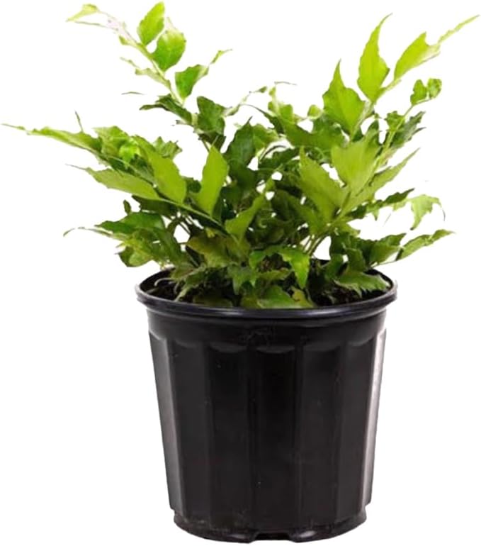 American Plant Exchange Holly Fern – 6-Inch Pot – Live Easy Care Shade-Loving Plant, Versatile Green Foliage for Home, Garden, Landscape, or Patio Decor