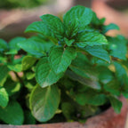 Berries and Cream Mint Live Plants (5-9") - Pack of 3 (Three) - Rare Mentha Sp. Culinary Herb - Sweet Fruity Aroma for Tea & Desserts - Fast Growing Indoor/Outdoor Container Garden