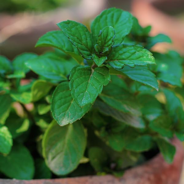 Berries and Cream Mint Live Plants (5-9") - Pack of 3 (Three) - Rare Mentha Sp. Culinary Herb - Sweet Fruity Aroma for Tea & Desserts - Fast Growing Indoor/Outdoor Container Garden