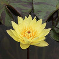 Live Water Lily Tubers | Pre-Grown Hardy Lily Rhizome in White, Pink, Red, Yellow, Orange, Purple (Yellow)