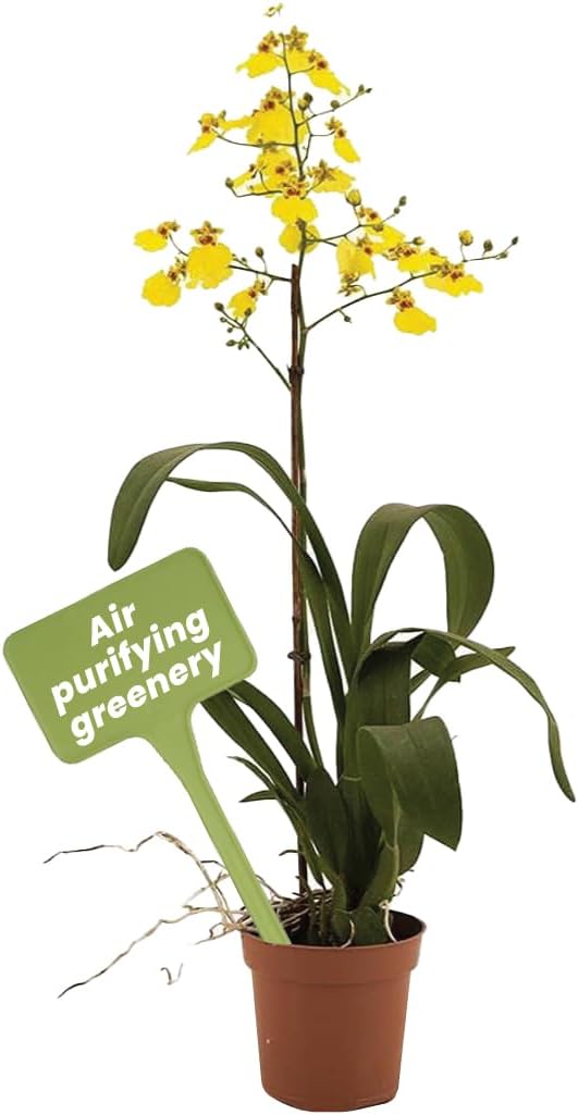 American Plant Exchange Live Oncidium Orchid Plant with Colorful Flowers, Dancing Lady Orchid, Ideal for Home and Garden Decor, 4" Pot