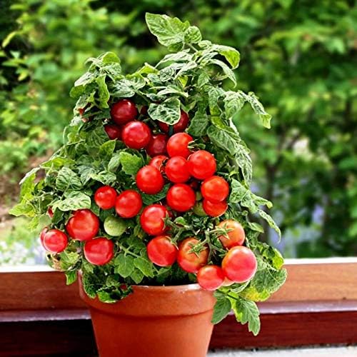 Dwarf Bush Cherry Tomatoes Seeds for Planting About 20 Seeds Indoor Tomato
