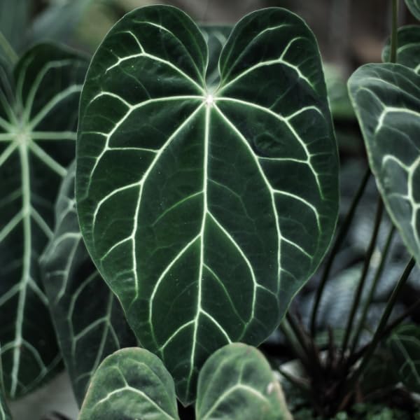Anthurium Live Plant in 2" Pot - Anthurium Crystalline - Easy to Care, Low Light, Air Purifying Indoor Houseplants Flowers for Home Office Wedding Decor & Giftable (Heat Pack Included)